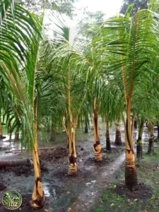 Jual Pohon Kelapa Kuning Gading Harga Mulai 2jtan