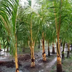 Jual Pohon Kelapa Kuning Gading Harga Mulai 2jtan
