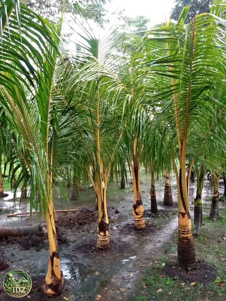 Jual Pohon kelapa Kuning