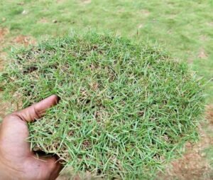 Jual Rumput Jepang Terdekat Siap Kirim Harga 45.000/m2