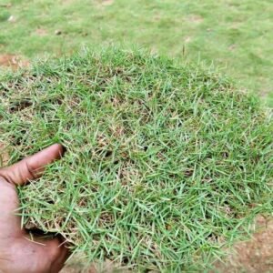 Jual Rumput Jepang Terdekat Siap Kirim Harga 45.000/m2