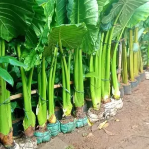 Jual Pohon Keladi Sente Hijau Harga Mulai Rp. 50.000