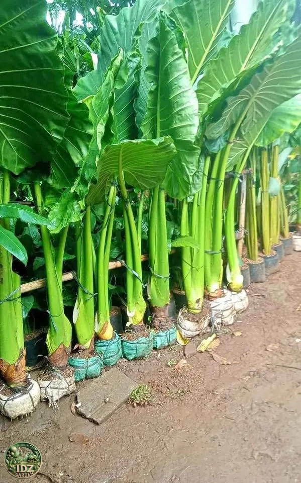 Keladi Sente Hijau Besar