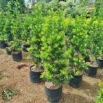 Jual Pohon Lohansung Harga Paling Murah - foto 2