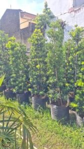 Jual Pohon Lohansung Harga Paling Murah