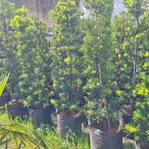 Jual Pohon Lohansung Harga Paling Murah