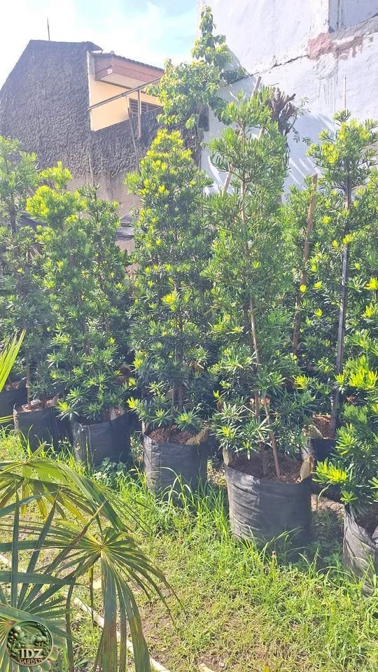 Lohansung 2 meter