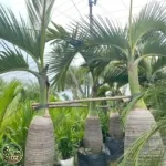 Jual Pohon Palem Botol Bibit Hingga Tinggi Batang 1 Meter - foto 2