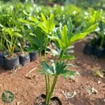 Jual Pohon Philodendrum Jari / Philo Jari Harga Mulai Rp 40.000an - foto 1
