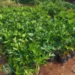 Jual Pohon Philodendrum Jari / Philo Jari Harga Mulai Rp 40.000an - foto 2