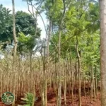 Pohon Jacaranda Besar