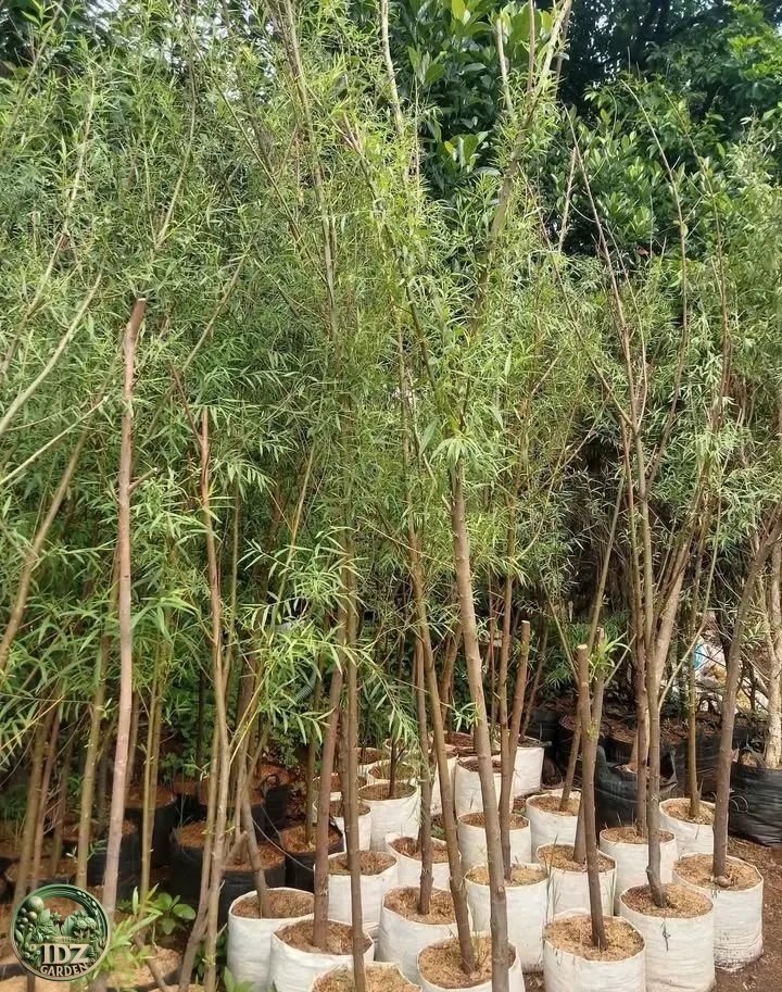 Pohon Liang Liu