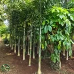 Pohon Palem ekor Tupai