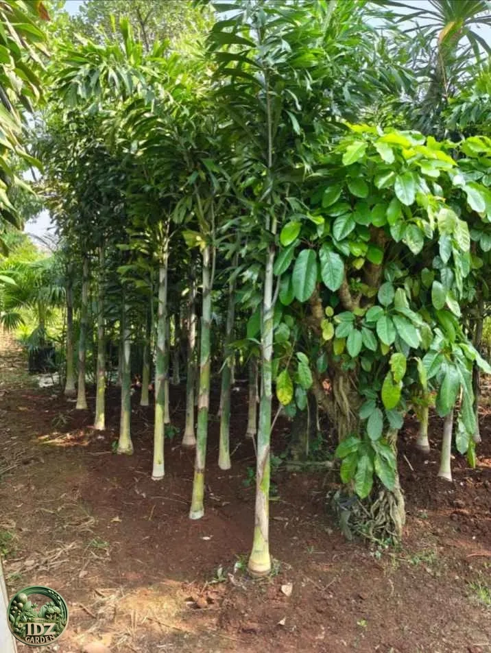 Pohon Palem ekor Tupai