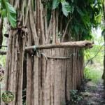 Jual Pohon Tabebuya Rosea (Tabebuya Pink) - foto 2