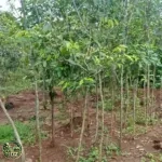 Harga Pohon Tanjung