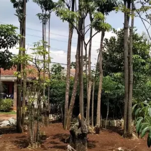 Jual Pohon Pule Gruping Diameter Besar