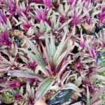 Jual Pohon Adam Hawa Harga Rp. 15.000an Siap Kirim - foto 1