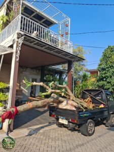 Foto hasil kerja Penanaman Pohon Kamboja Fosil