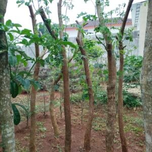 Jual Pohon Trembesi Mulai Bibit Hingga Diameter Besar