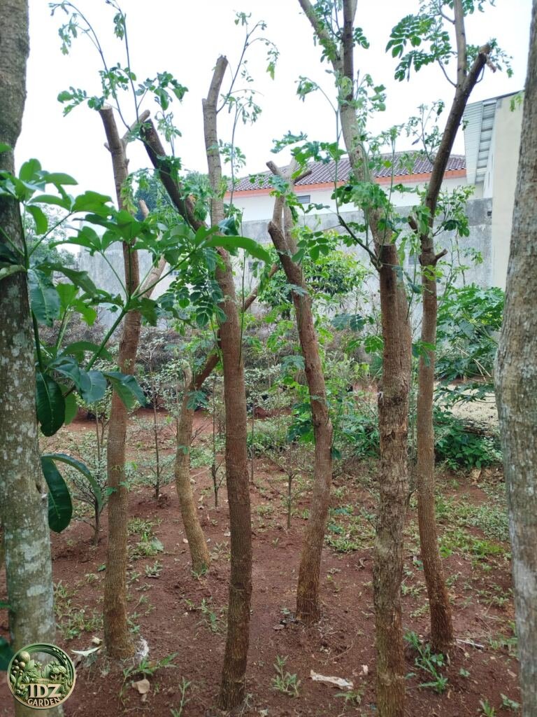 Jual Pohon Trembesi Mulai Bibit Hingga Diameter Besar