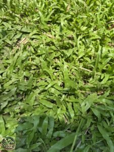 Jual Rumput Gajah Biasa Terdekat Harga Rp35.000 per Meter Persegi