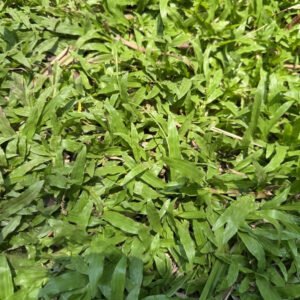 Jual Rumput Gajah Biasa Terdekat Harga Rp35.000 per Meter Persegi