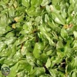 Jual Rumput Gajah Mini Terdekat Untuk Taman - foto 1