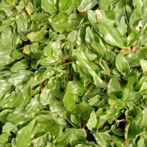 Jual Rumput Gajah Mini Terdekat Untuk Taman