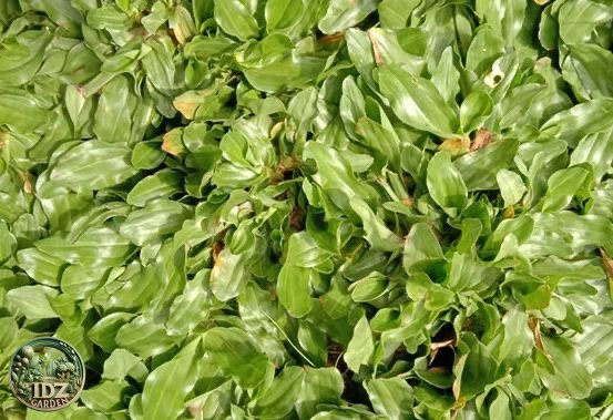 Jual Rumput Gajah Mini Terdekat Untuk Taman