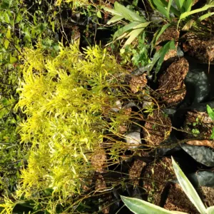 Jual Pohon Brokoli kuning Harga Cuma 15.000an