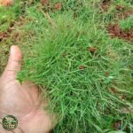 Jual Rumput Swiss - foto 1