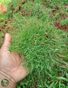 Jual Rumput Swiss