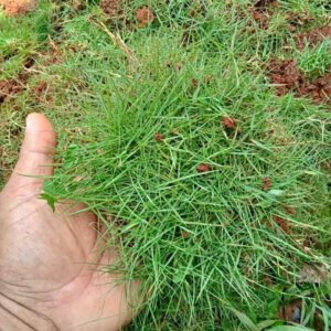 Jual Rumput Swiss