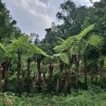 jual pohon pakis monyet 2 Meter