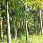 Jual Pohon Palem Raja (Palem Ibung) - foto 2