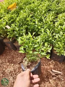 Jual Pohon Krokot Hijau Harga Murah Mulai Rp.12.000an