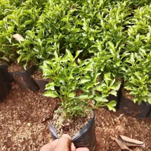 Jual Pohon Krokot Hijau Harga Murah Mulai Rp.12.000an