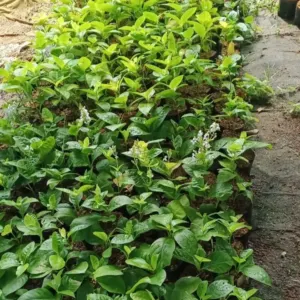 Jual Pohon Melati jepang Harga Cuma Rp. 7000an