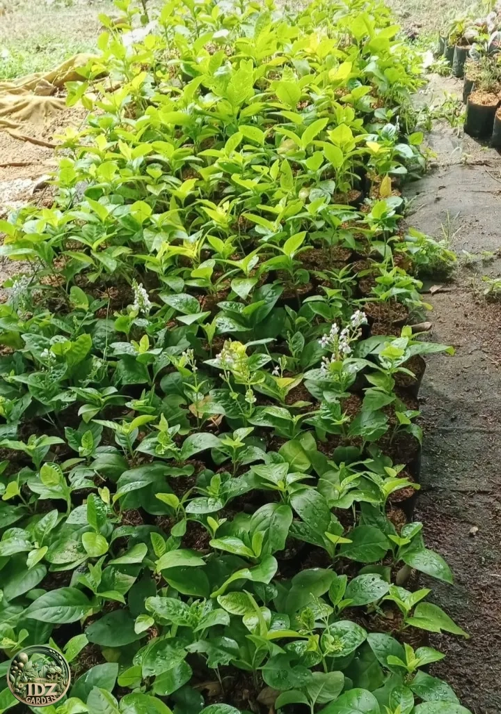 Melati jepang 1 polyback