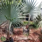 Palem bismarkia tinggi batang 50 cm