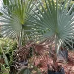 Palem bismarkia tinggi batang 50 cm