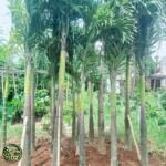 Jual Pohon Palem Raja (Palem Ibung) - foto 1