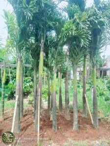 Jual Pohon Palem Raja (Palem Ibung)