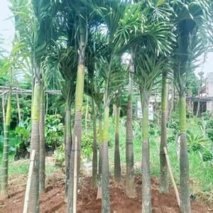 Jual Pohon Palem Raja (Palem Ibung)
