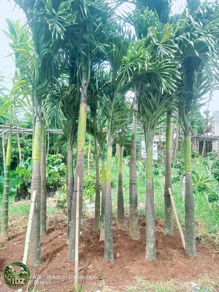 Jual Pohon Palem Raja (Palem Ibung)