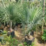 Palm Bismarkia 5 - 10 cm batang keras