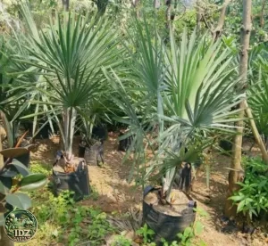Palm Bismarkia 5 - 10 cm batang keras