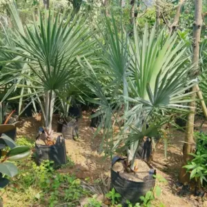 Jual Pohon Palm Bismarkia Harga Mulai Rp. 1.200.000