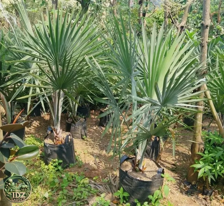 Palm Bismarkia 5 - 10 cm batang keras